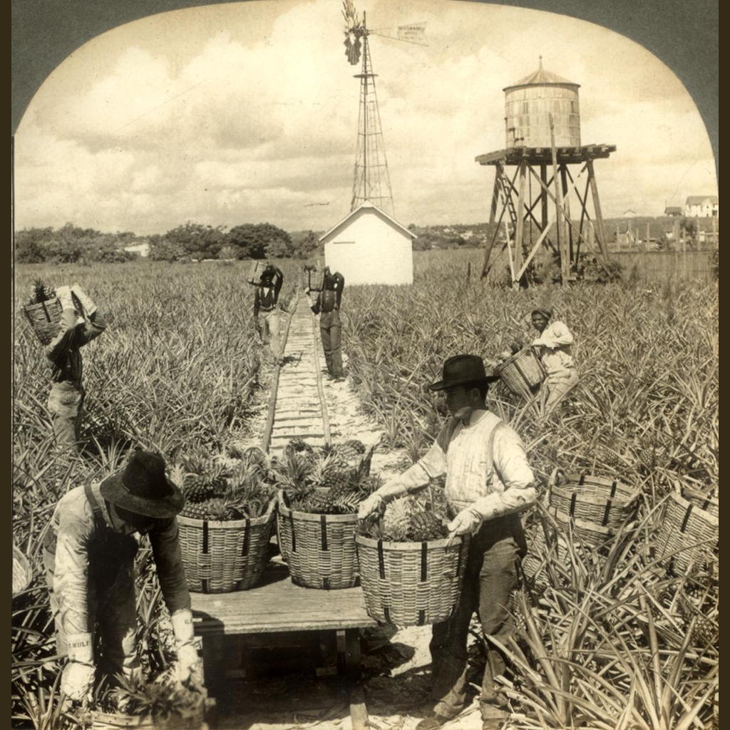 Harvesting Indian River pineapples, Florida, U.S.A.