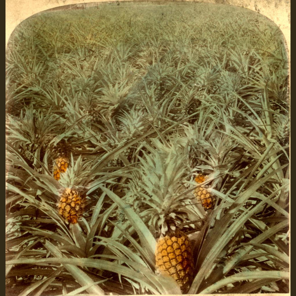 Where the luscious pineapple grows, Florida, U.S.A. [Color view.]